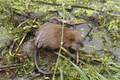 45 Bisamratte