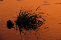 48 Abendlicht am Federsee