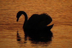 50 Hckerschwan im Abendrot