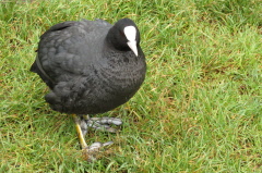 52 Blsshuhn - Fulica atra