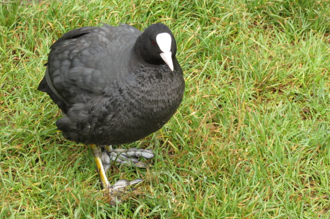 52 Blsshuhn - Fulica atra