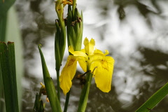 58 Sumpfschwertlilie - Iris pseudacorus