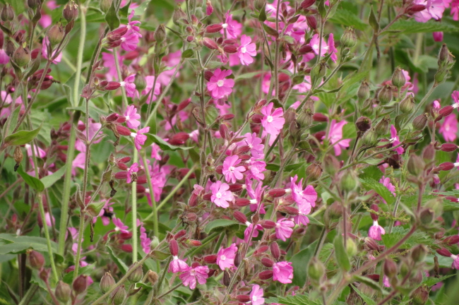 59 Rote Lichtnelke - Silene diocia