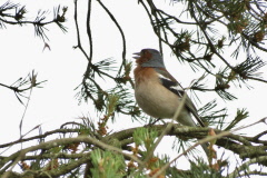 63 Buchfink - Fringilla coelebs