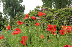 67 Klatsch Mohn - Papaver rhoeas