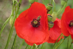 68 Klatsch Mohn - Papaver rhoeas
