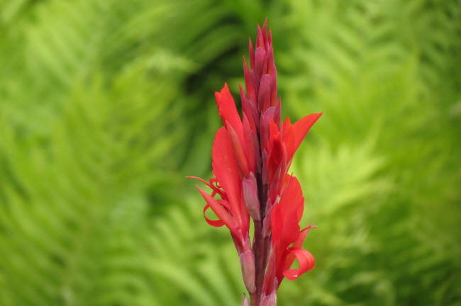 69 Blumenrohrgewchs