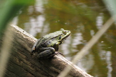 79 Wasserfrosch - Pelophylax