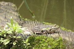 81 Wasserfrosch - Pelophylax