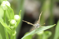 87 Mitteleuropischer Falter