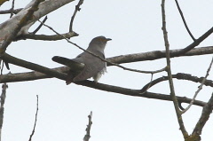 89 Kuckuck - Cuculus canorus