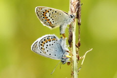 95 Steinkleebluling - Polyommatus dorylas