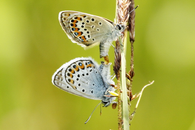95 Steinkleebluling - Polyommatus dorylas
