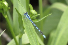 98 Hufeisen-Azurjungfer - Coenagrion puella